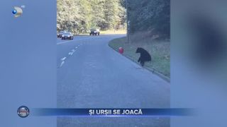 VIDEO- Urșii se joacă ca niște copii mici. Imagini senzațioanele fac deliciul internetului