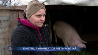 VIDEO- Ignatul, amenințat de pesta porcină. Oamenii se tem că nu vor avea porc de Cărciun