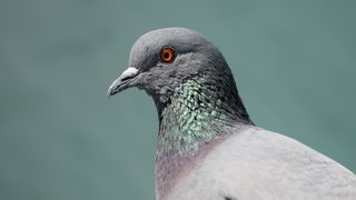 O fetiță de 2 ani a murit după ce a luat un virus mortal de la porumbei