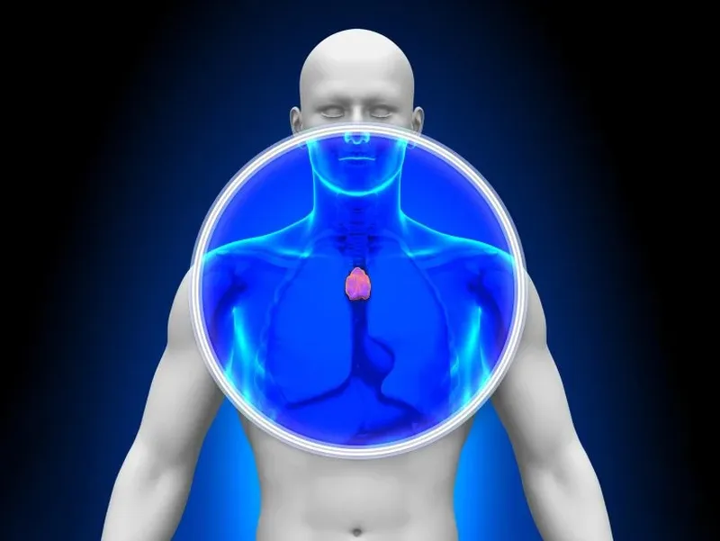 glanda timus