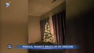 VIDEO- Pisicile sunt inamicii brazilor de Crăciun