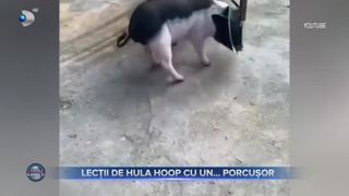 VIDEO- Lecții de Hula Hoop cu un porcușor. Imaginile care au cucerit internetul