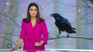 VIDEO- Cioara care nu acceptă un refuz: vrea răsfățată și pieptănată