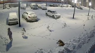 VIDEO. Momentul șocant &icirc;n care o fetiță este atacată de mai mulți c&acirc;ini vagabonzi, dar este salvată miraculos de hainele groase de iarnă