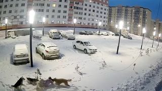 Fetiță atacată de c&acirc;inii vagabonzi rusia