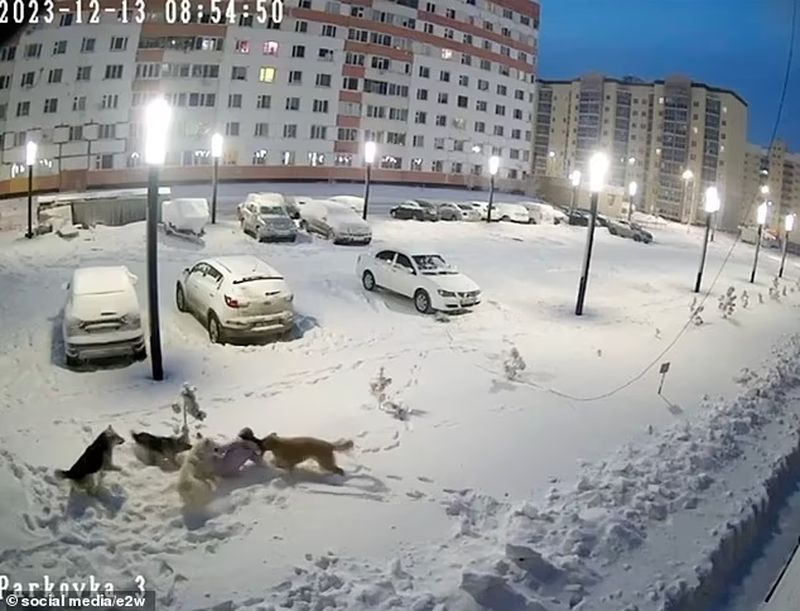 Fetiță atacată de câinii vagabonzi rusia