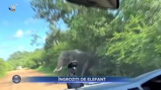 VIDEO - O vacanță în familie s-a transformat într-o aventură. Un elefant a spart geamul mașinii în care se aflau turiști