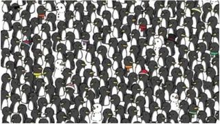 Ai un IQ peste medie dacă găsești pisicile ascunse între pinguini. Iluzia optică pe care psihologii o includ în testul de inteligență