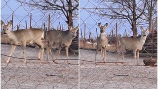 FOTO/VIDEO- Două căprioare au fost ținute ilegal, într-o gospodărie din Bacău. Descoperire șocantă făcută de jandarmi