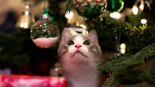 pisica brad de craciun 2023