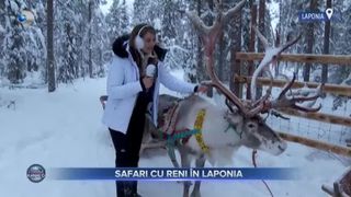 VIDEO - Safari cu reni &icirc;n Laponia. Peisaj de vis &icirc;n Țara lui Moș Crăciun