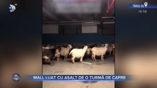 VIDEO - O turmă de 50 de capre a blocat parcarea unui mall din T&acirc;rgu Jiu. Imaginile au devenit virale pe internet