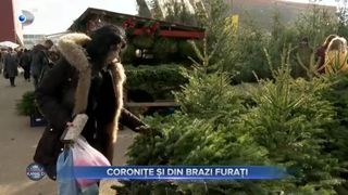 VIDEO - Pădurile, tot mai goale &icirc;n perioada sărbătorilor. Hectare &icirc;ntregi de brazi sunt distruse de hoți