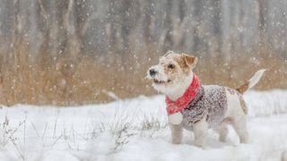 caine in zapada iarna