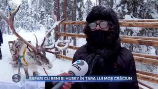 VIDEO - Activități de neratat pentru cei care ajung &icirc;n Laponia. Safari cu reni sau cu căței Husky