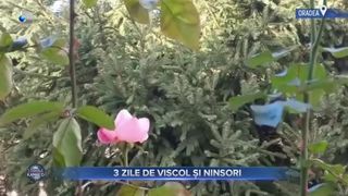 VIDEO - Cod portocaliu și galben de v&acirc;nt &icirc;n toată țara, &icirc;nainte de Crăciun