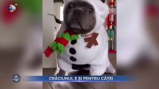 VIDEO- Crăciunul e și pentru căței. Imaginile care au cucerit internetul!