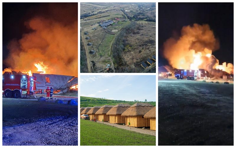 Patron Ferma Dacilor