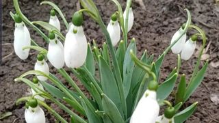 ghiocei &icirc;nfloriti dupa craciun