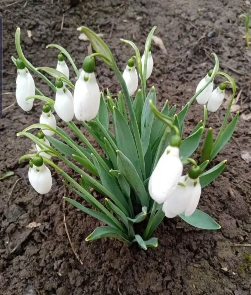 ghiocei înfloriti dupa craciun