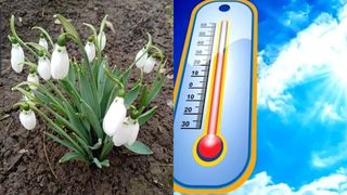 FOTO. Au apărut „ghioceii de iarnă”, în urma temperaturilor ridicate de Crăciun! Imagini spectaculoase