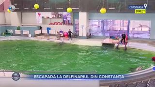 VIDEO - Escapadă la delfinariul din Constanța. Delfinii oferă un adevărat spectacol