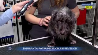 VIDEO - Siguranța patrupedelor de Revelion. Sfaturile specialiștilor