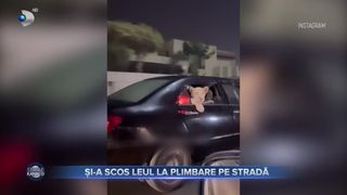 VIDEO - Imagini cu un pui de leu plimbat cu mașina fac înconjurul internetului