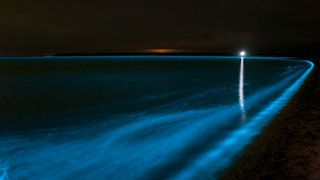 VIDEO. Fenomenul spectaculos al agelor bioluminiscente îi lasă pe oameni cu gura căscată. Cum se poate ca apa să lumineze? „Am văzut chiar și delfini strălucitori!”