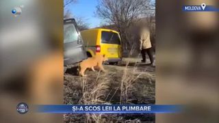 VIDEO- Un bărbat din Republica Moldova și-a scos leii la plimbare