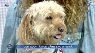 VIEEO- Care sunt beneficiile de a adopta c&acirc;ini și pisici? Adăposturile sunt pline de animăluțe care caută iubire