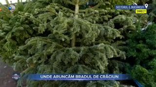 VIDEO- Unde aruncăm bradul de Crăciun? &Icirc;n Secotrul 3, brazii se reciclează