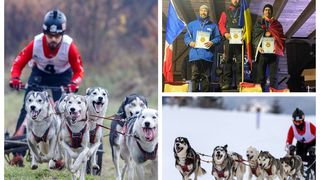 Aur atelaj canin Rom&acirc;nia