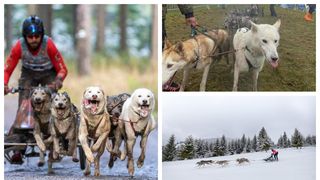 Poveste Bogdan Berende