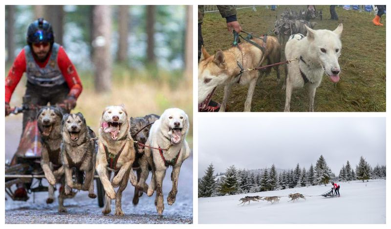 Poveste Bogdan Berende