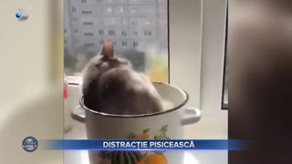 VIDEO- Distracție pisicească. Micile feline fac pozne precum cei mici