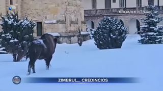 VIDEO- Zimbrul, animalul credincios. A fost un musafir neașteptat la mănăstirea Neamț