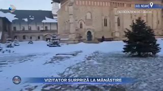 VIDEO - Apariție neașteptată în Neamț. Un zimbru a intrat în curtea mănăstirii