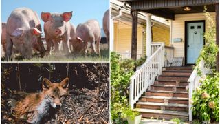 Două femei au descoperit &icirc;n curtea casei capul unui bărbat. Bărbatul ar fi fost decapitat de porci