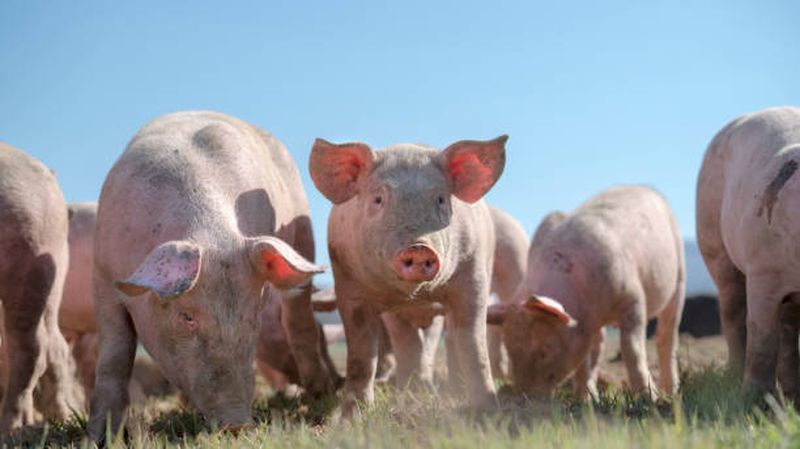 porci