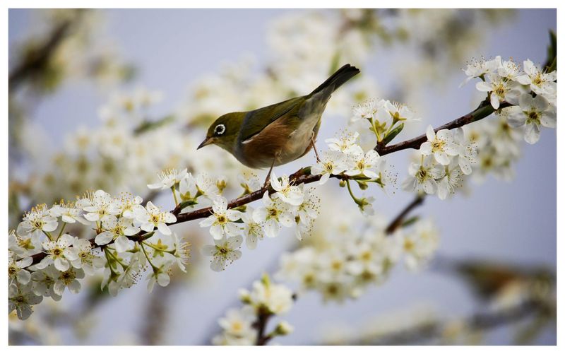 Vremea se încălzește