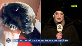 VIDEO - Bărbat din Buzău, reținut pentru 24 de ore după ce a abandonat 5 pui de c&acirc;ine