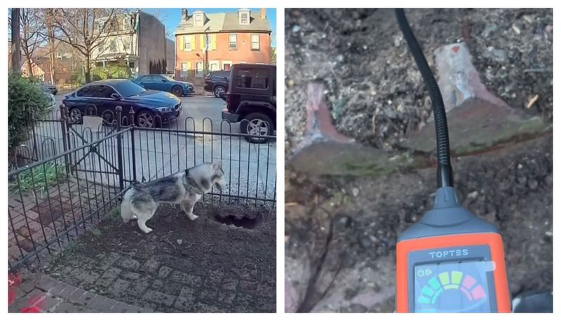 Câine erou explozie