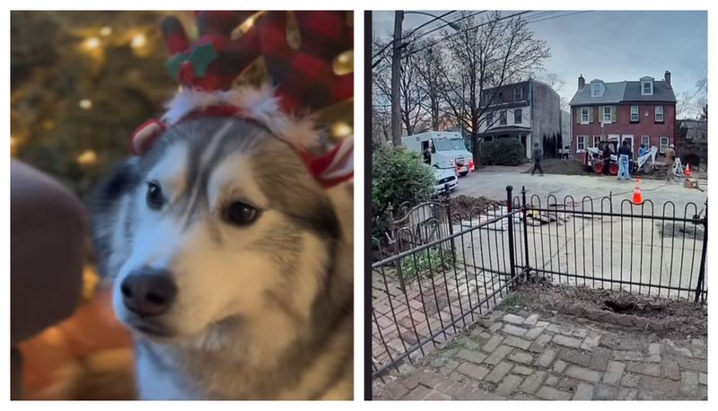 Câine erou explozie