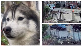 C&acirc;ine erou explozie