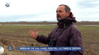 VIDEO - Mai multe dropii, găsite pe un c&acirc;mp din Bihor. Specia este pe cale de dispariție
