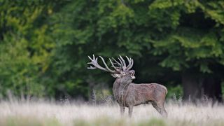 Un barbat a fost retinut dupa ce a impuscat un cerb estimat la 6.000 de euro