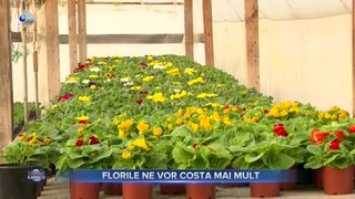 VIDEO- &Icirc;n luna iubirii florile vor fi mai scumpe. Producătorii se pregătesc deja pentru luna februarie