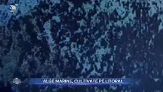VIDEO- În Marea Neagră vor fi cultivate alge de laborator. Cercetătorii români vor să reproducă o algă marină aflată pe cale de dispariție
