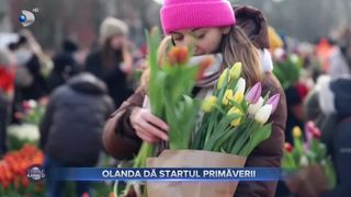 VIDEO- Olanda dă startul primăverii. Sute de mii de flori au fost expuse în capitala țării, pentru a fi culese de doritori